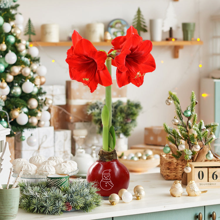 Red amaryllis flower in a decorative vase with a festive background