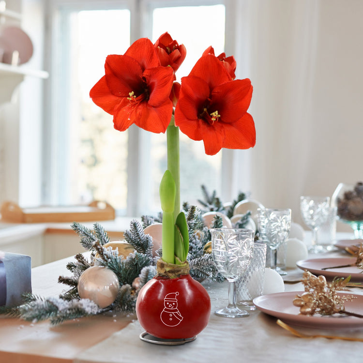 Red amaryllis flower in a decorative pot on a festive table setting.