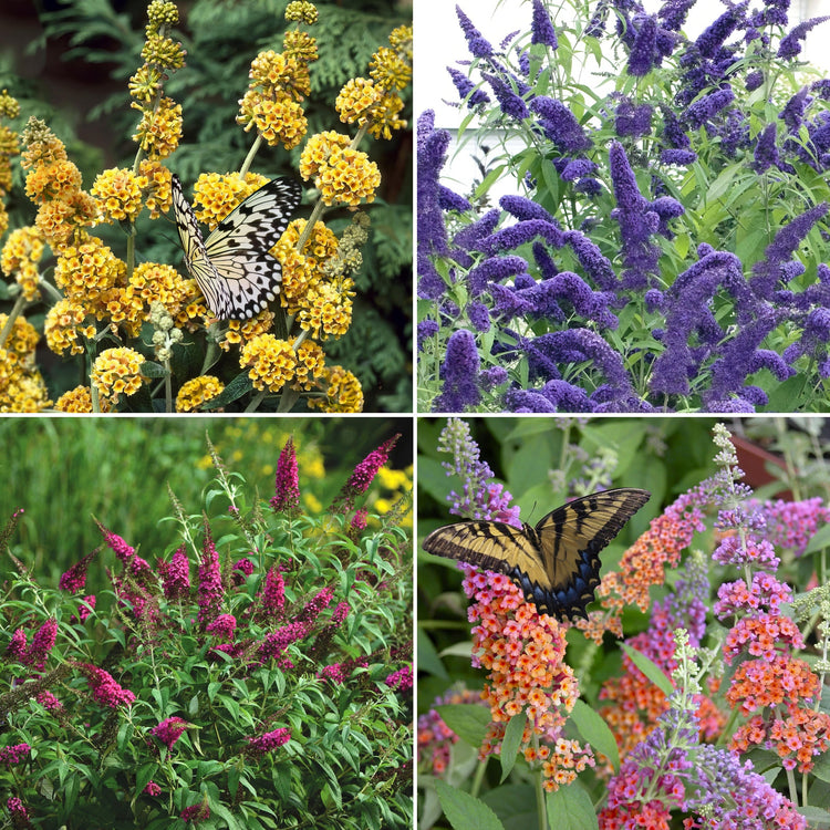 Collage of butterfly bush flowers in various colors with butterflies.