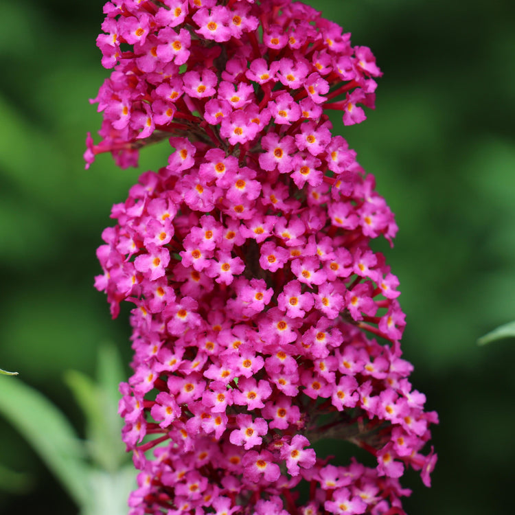 Close-up of a pink flower cluster with a blurred green background