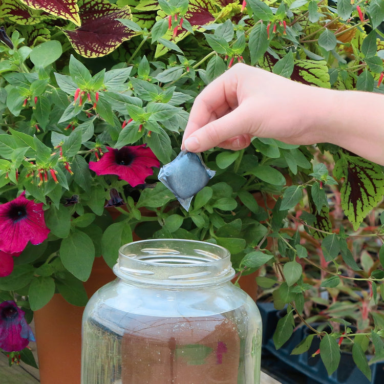 Hand holding a small blue container over a glass jar with plants in the background