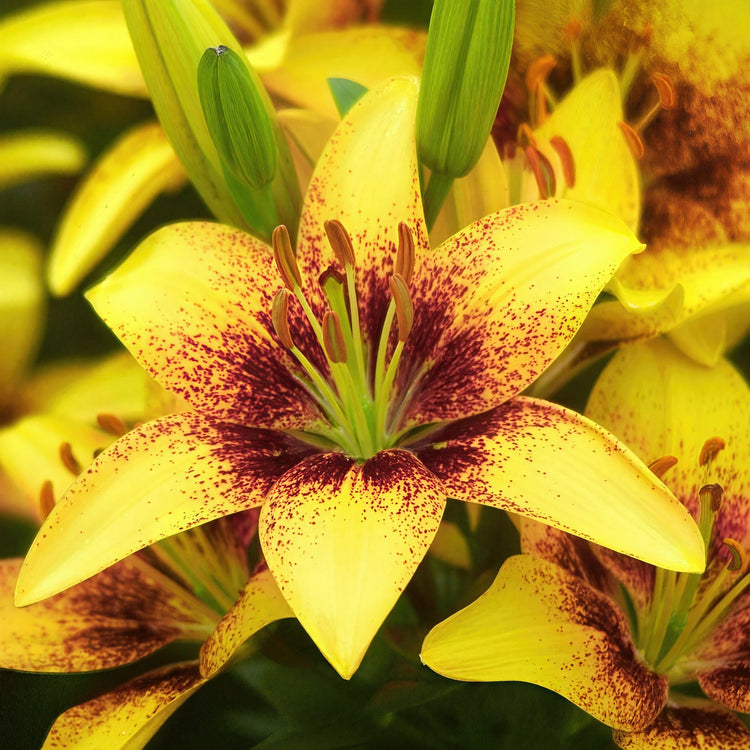 Close-up of a yellow flower with brown speckles in a natural setting