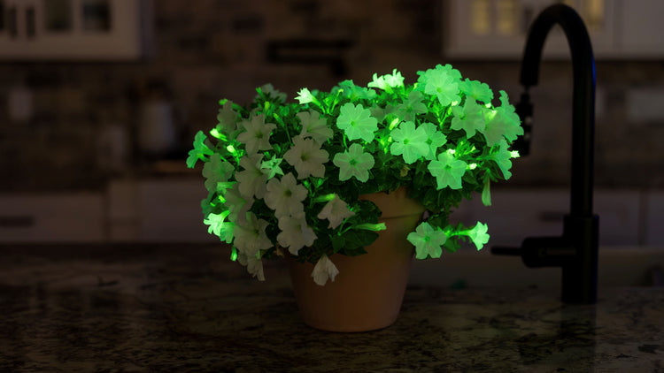 Potted plant with glowing green lights on a kitchen counter