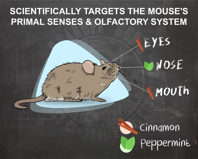 Illustration of a mouse with sensory labels on a blackboard background, featuring cinnamon and peppermint.