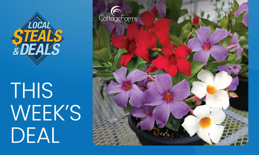 Bold Color for your Garden with Cottage Farms Direct