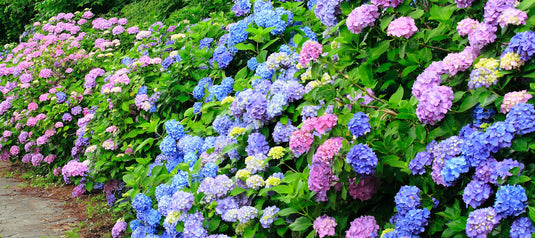 deal banner image_13