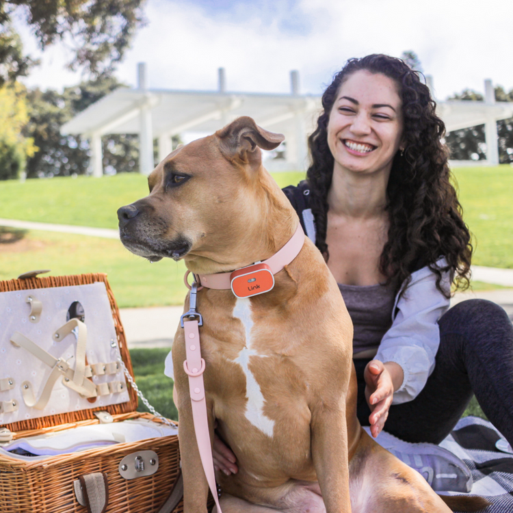 The Link Smart Pet Wearable