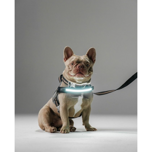 Lumi One Harness - Blue