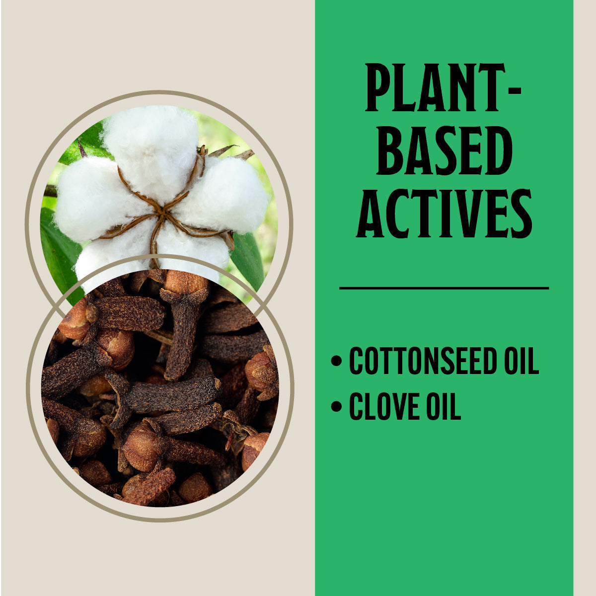 Cottonseed oil and clove oil with text 'Plant-Based Actives' on a green and beige background