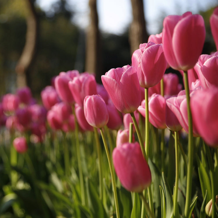 50-Piece Pretty in Pink Bulb Garden