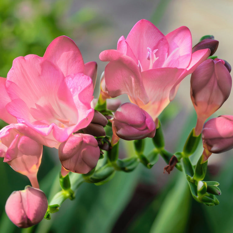 50-Piece Pretty in Pink Bulb Garden