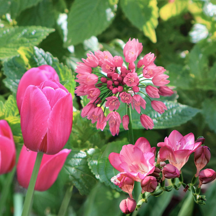 50-Piece Pretty in Pink Bulb Garden