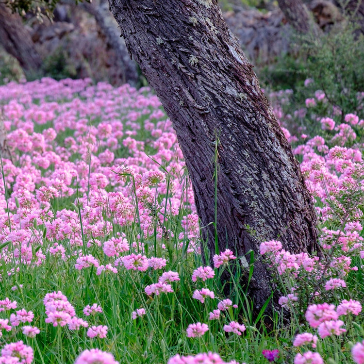 50-Piece Pretty in Pink Bulb Garden