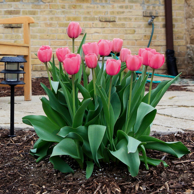 50-Piece Pretty in Pink Bulb Garden