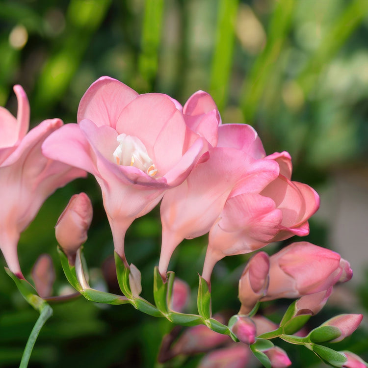 50-Piece Pretty in Pink Bulb Garden