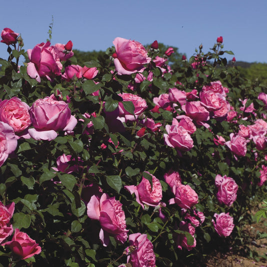 3-Piece Fragrant Rose Collection