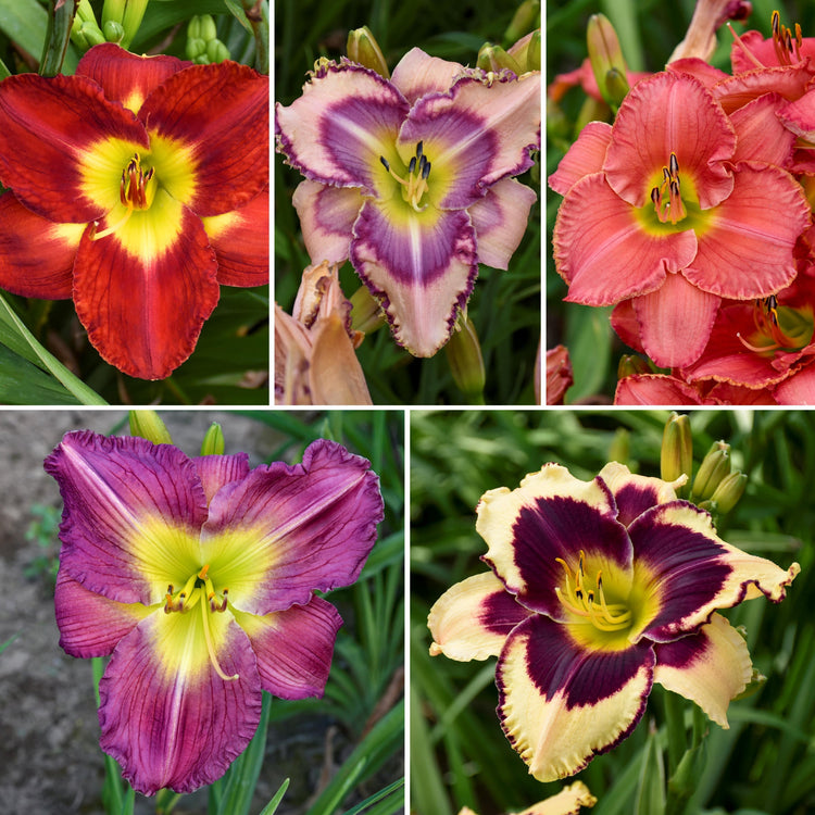 5-Piece Fragrant Reblooming Daylilies