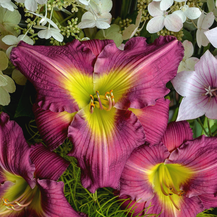 5-Piece Fragrant Reblooming Daylilies