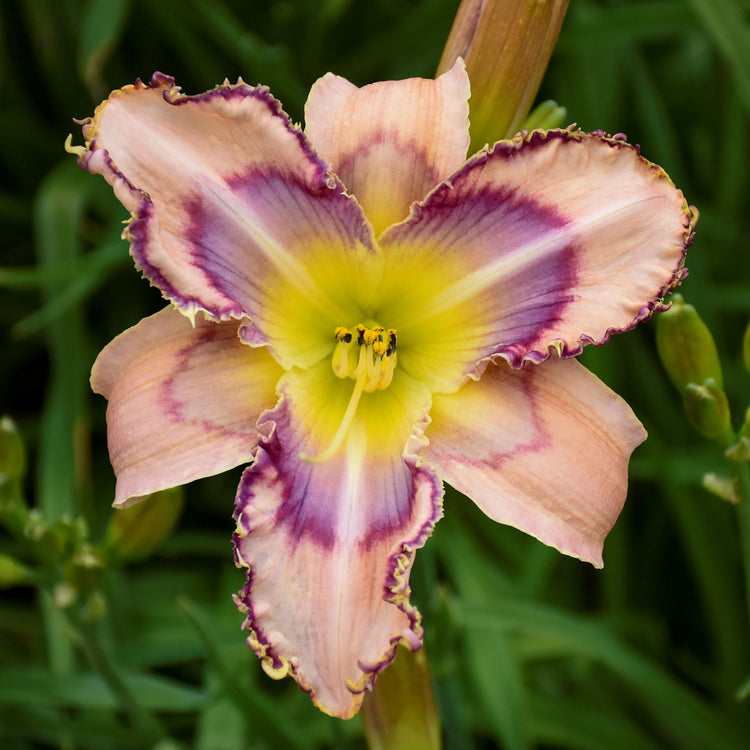 5-Piece Fragrant Reblooming Daylilies