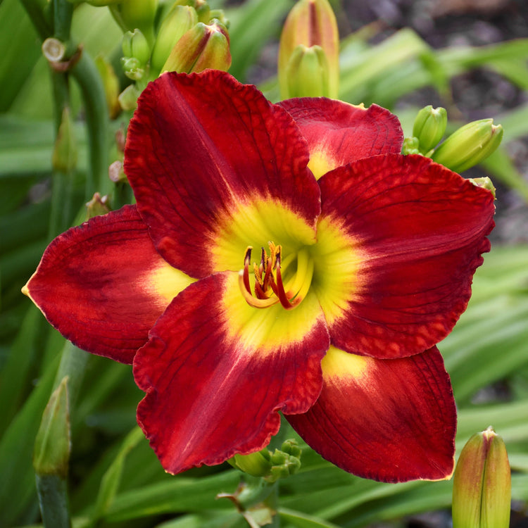 5-Piece Fragrant Reblooming Daylilies