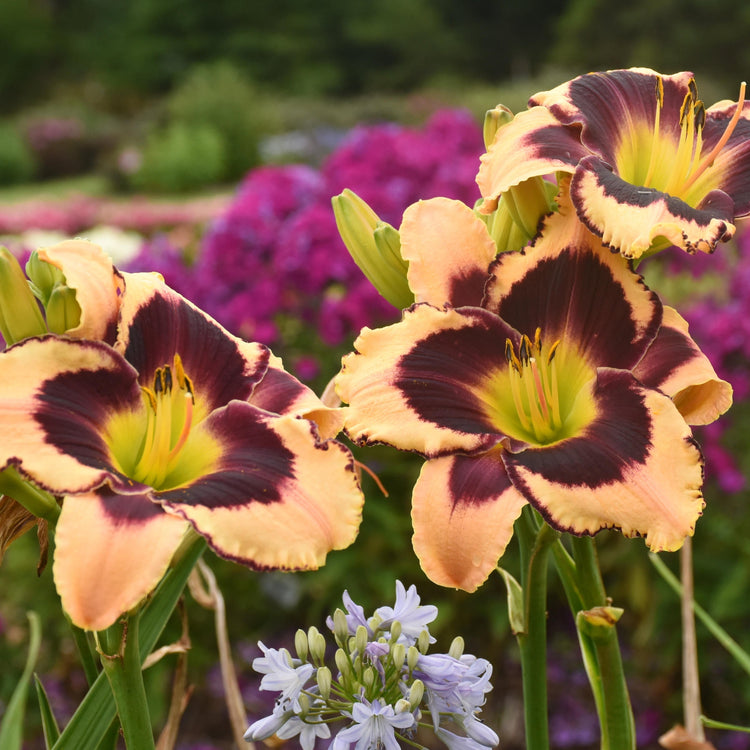 5-Piece Fragrant Reblooming Daylilies