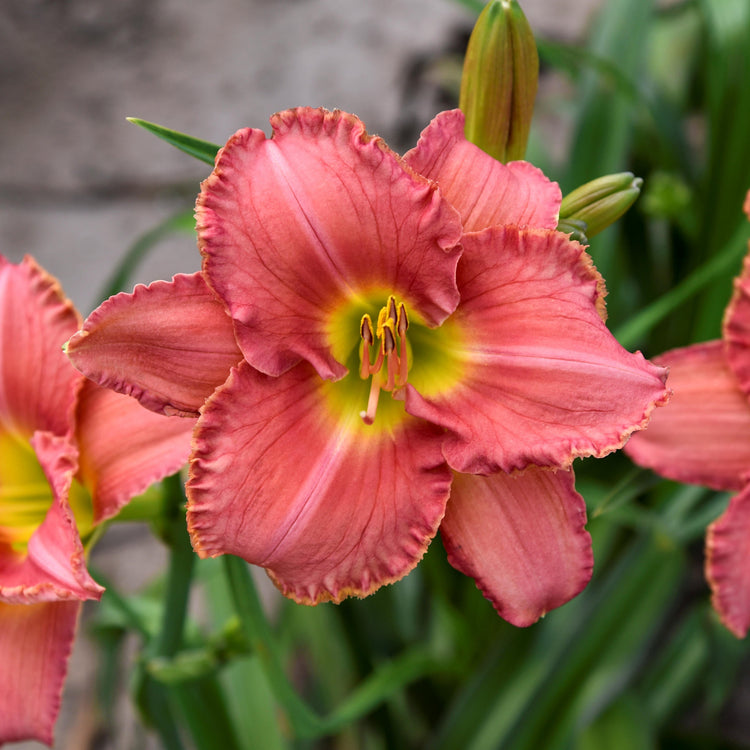5-Piece Fragrant Reblooming Daylilies