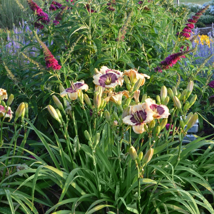 5-Piece Fragrant Reblooming Daylilies