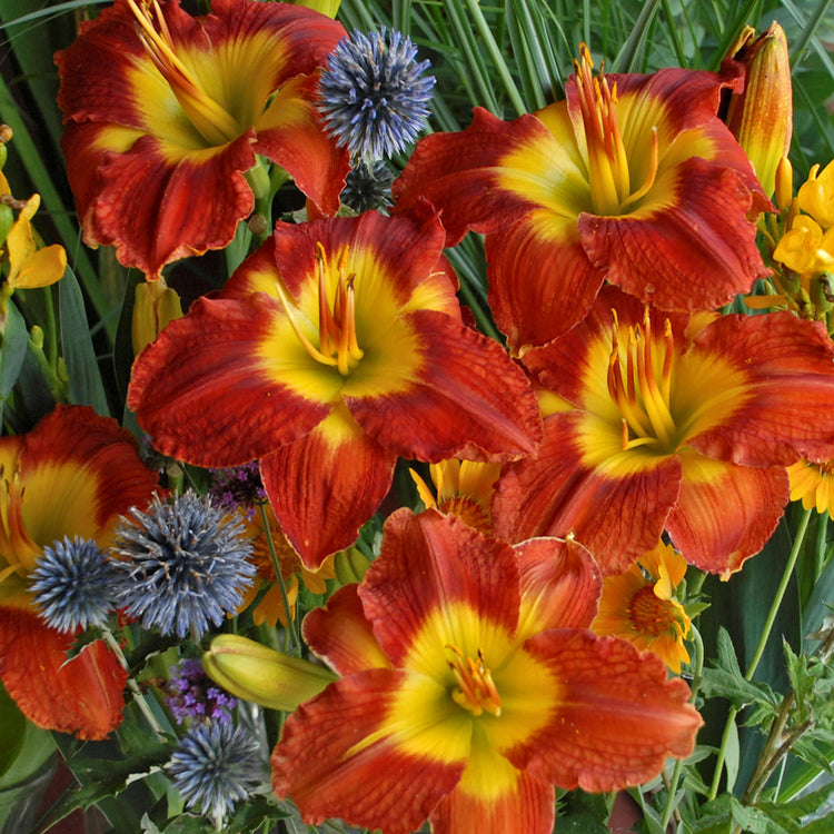 5-Piece Fragrant Reblooming Daylilies