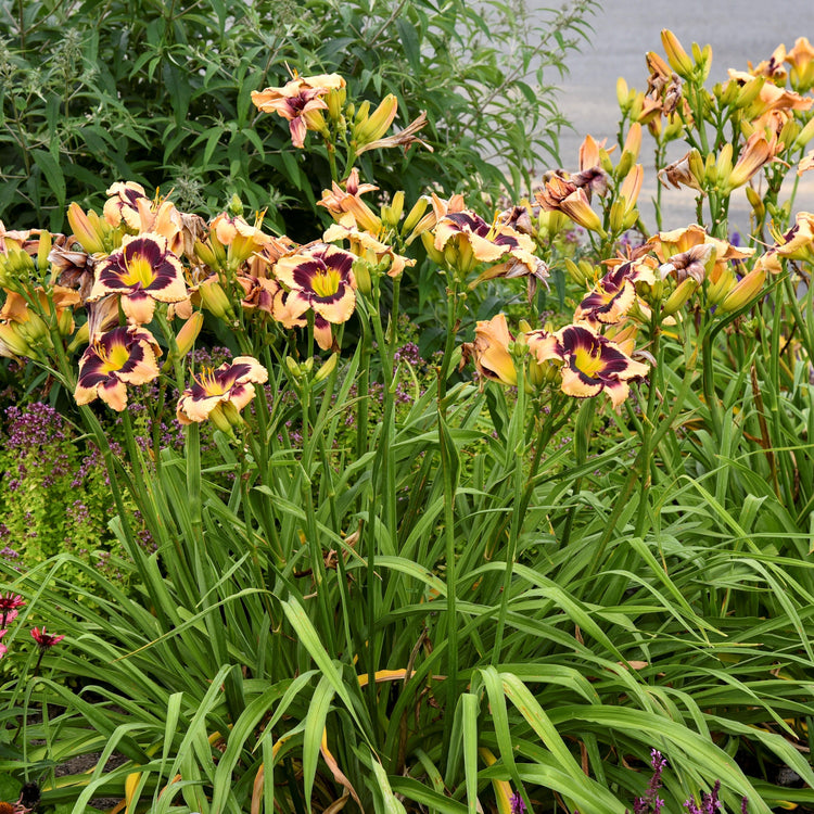 5-Piece Fragrant Reblooming Daylilies