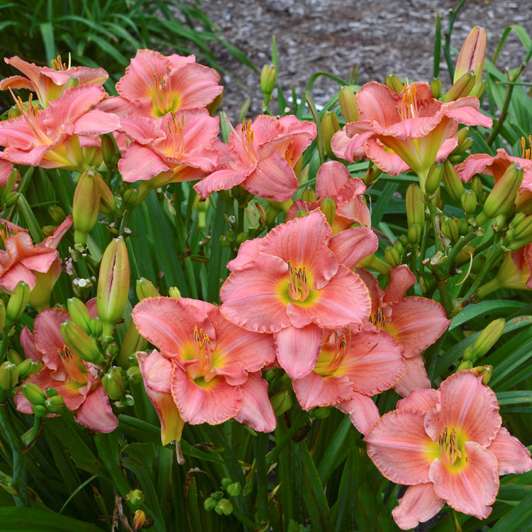 5-Piece Fragrant Reblooming Daylilies