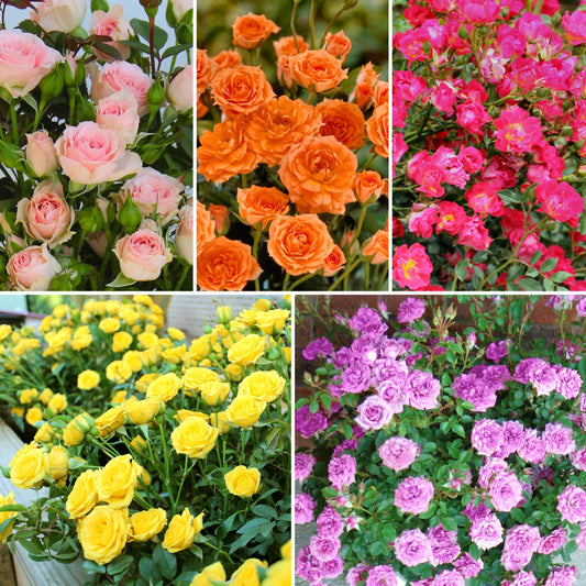 5-Piece Sunburst Mini Rose Collection