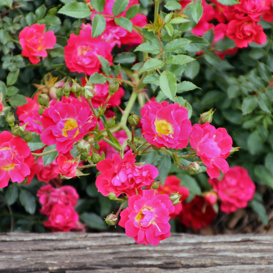 5-Piece Sunburst Mini Rose Collection