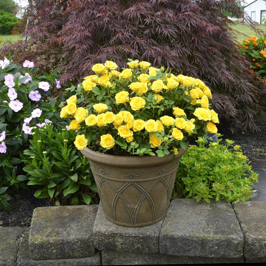 5-Piece Sunburst Mini Rose Collection