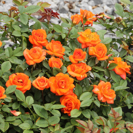 5-Piece Sunburst Mini Rose Collection