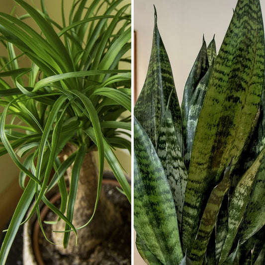 Two potted plants side by side, one with long green leaves and the other with patterned leaves.