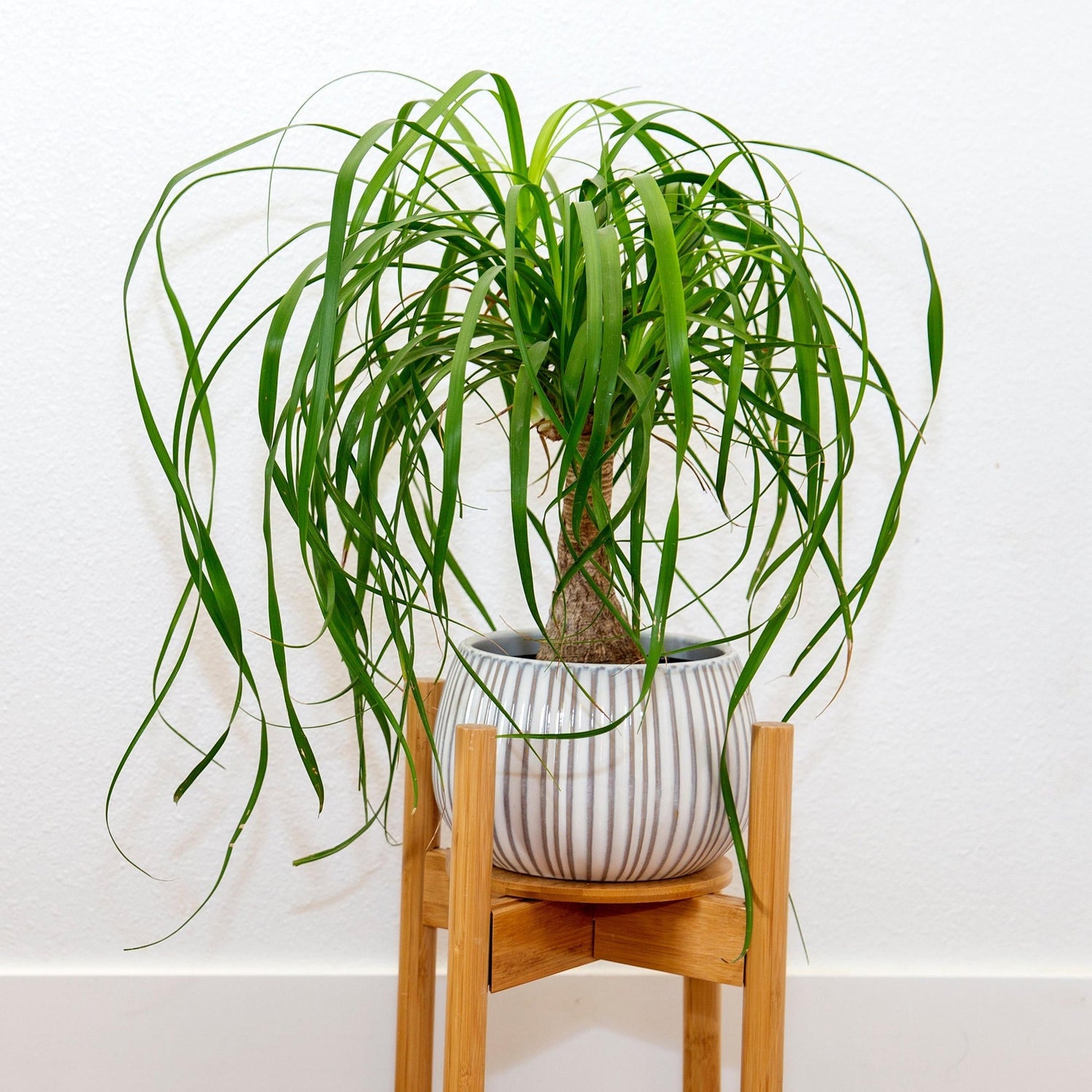 Potted plant on a wooden stand against a white background