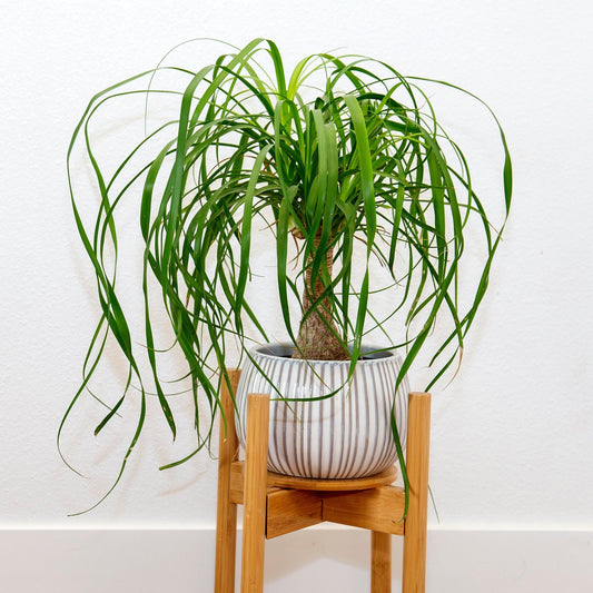 Two potted plants side by side, one with long green leaves and the other with patterned leaves.