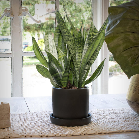 Two potted plants side by side, one with long green leaves and the other with patterned leaves.