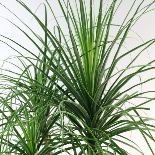 Two potted plants side by side, one with long green leaves and the other with patterned leaves.