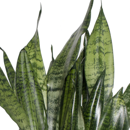 Two potted plants side by side, one with long green leaves and the other with patterned leaves.