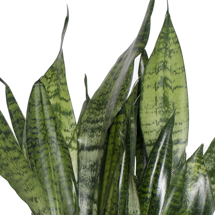 Close-up of a snake plant with green and brown striped leaves on a white background