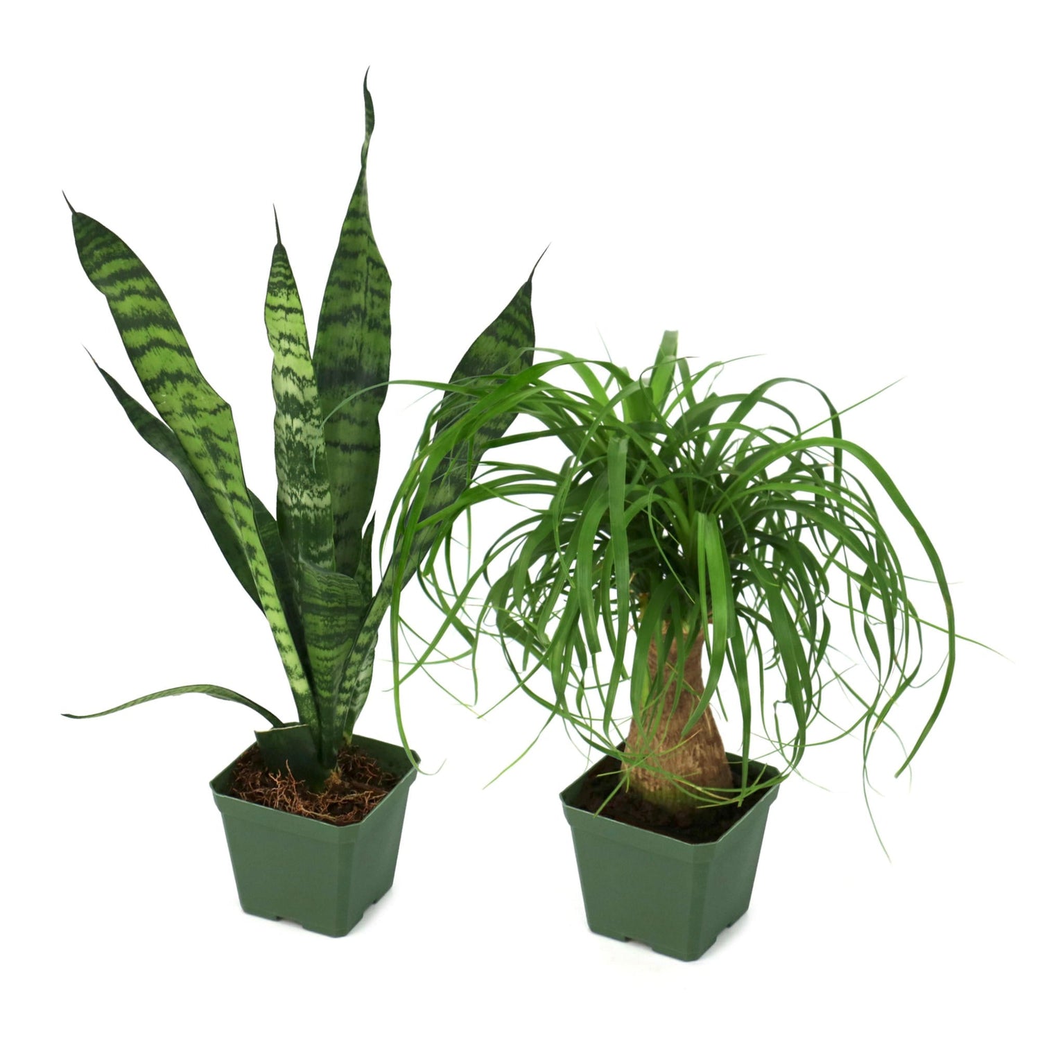 Two potted plants on a white background