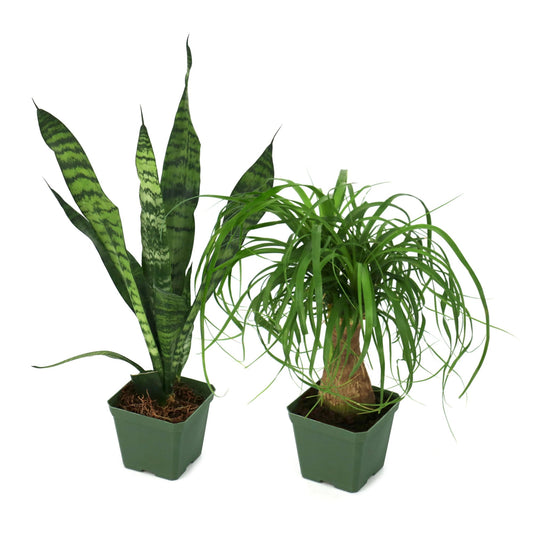 Two potted plants side by side, one with long green leaves and the other with patterned leaves.