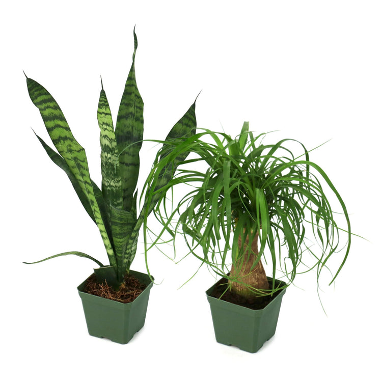 Two potted plants on a white background