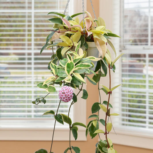 Hanging plant with pink flower ball in front of a window with blinds