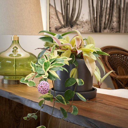 Hanging plant with pink flower ball in front of a window with blinds