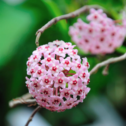 Hanging plant with pink flower ball in front of a window with blinds