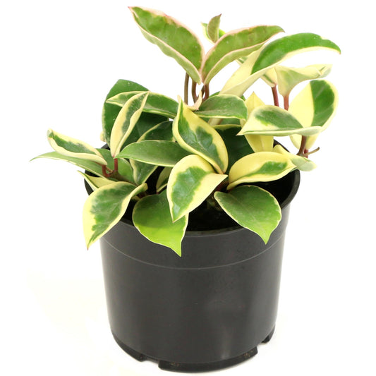 Hanging plant with pink flower ball in front of a window with blinds