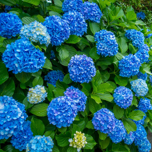 Blue hydrangea flowers with green leaves