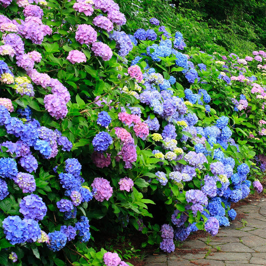 Blue hydrangea flowers with green leaves